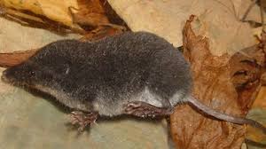 Attēlu rezultāti vaicājumam “Sorex sp.”