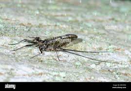 Attēlu rezultāti vaicājumam “Ephemera sp.”