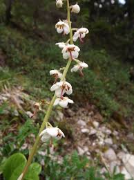 Attēlu rezultāti vaicājumam “Pyrola rotundifolia”