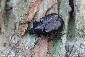 Attēlu rezultāti vaicājumam “Gnorimus variabilis”