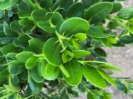 Attēlu rezultāti vaicājumam “Herniaria glabra flower”