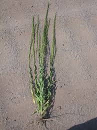 Attēlu rezultāti vaicājumam “Arabis glabra”