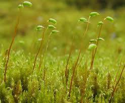 Attēlu rezultāti vaicājumam “Cratoneuron filicinum”