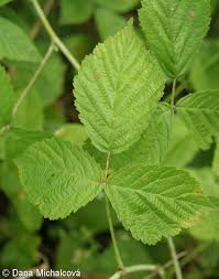 Attēlu rezultāti vaicājumam “Rubus caesius”