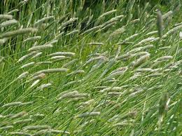 Attēlu rezultāti vaicājumam “Alopecurus pratensis”