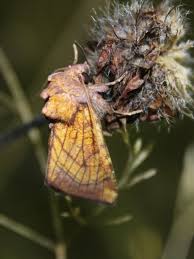 Attēlu rezultāti vaicājumam “Colotois pennaria”