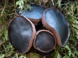 Attēlu rezultāti vaicājumam “Bulgaria inquinans”