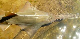 Image result for Pristis pristis