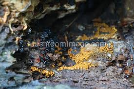 Attēlu rezultāti vaicājumam “Metatrichia vesparia”