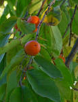 <b>Ebenaceae</b> Diospyros sp.