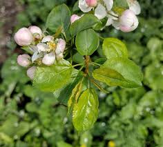 Attēlu rezultāti vaicājumam “Malus sylvestris”