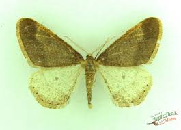 Attēlu rezultāti vaicājumam “Agriopis marginaria”