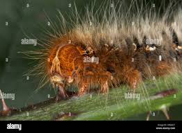 Attēlu rezultāti vaicājumam “Lasiocampa quercus larva”
