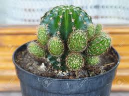 Image result for Cactaceae