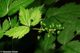 Attēlu rezultāti vaicājumam “Actaea spicata”