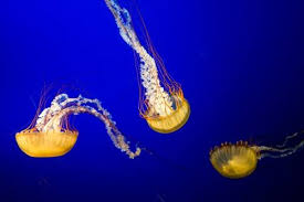 Attēlu rezultāti vaicājumam “Scyphozoa”