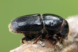 Attēlu rezultāti vaicājumam “Scolytus ratzeburgi”