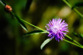 Attēlu rezultāti vaicājumam “Centaurea phrygia flower”
