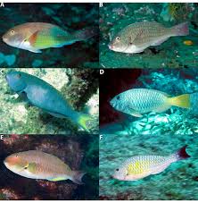 Image result for Sparisoma frondosum