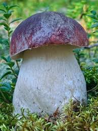 Attēlu rezultāti vaicājumam “Boletus pinophilus”