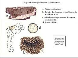 Attēlu rezultāti vaicājumam “Dictydiaethalium plumbeum spores”