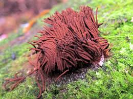 Attēlu rezultāti vaicājumam “Stemonitis axifera young”