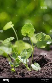 Attēlu rezultāti vaicājumam “Malva moschata leaf”