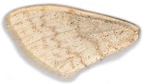 Attēlu rezultāti vaicājumam “Scopula floslactata”