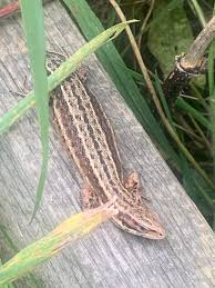 Attēlu rezultāti vaicājumam “Lacerta vivipara juvenile”