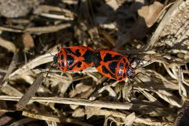Attēlu rezultāti vaicājumam “Eurydema dominulus”