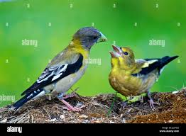 Image result for Hesperiphona vespertina