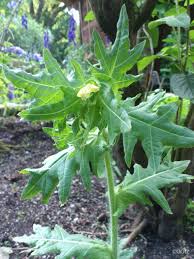 Image result for bilsenkraut