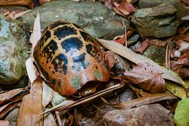 Attēlu rezultāti vaicājumam “Tortula lingulata macro”
