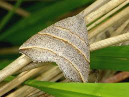 Attēlu rezultāti vaicājumam “Colobochyla salicalis”