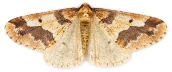 Attēlu rezultāti vaicājumam “Erannis defoliaria”