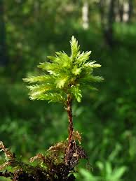 Attēlu rezultāti vaicājumam “Climacium dendroides sporophyte”