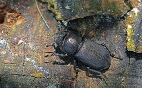 Attēlu rezultāti vaicājumam “Dorcus parallelopipedus”