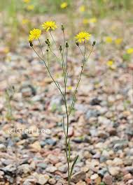 Attēlu rezultāti vaicājumam “Crepis tectorum flower”