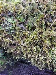 Attēlu rezultāti vaicājumam “Cratoneuron filicinum”