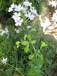 Attēlu rezultāti vaicājumam “Plumbaginaceae”