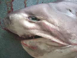 Image result for Hexanchus griseus