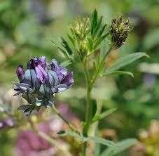 Attēlu rezultāti vaicājumam “Medicago sativa subsp. sativa”