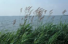 Attēlu rezultāti vaicājumam “Festuca arenaria”