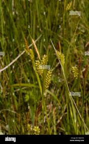 Attēlu rezultāti vaicājumam “Carex pallescens”