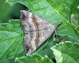 Attēlu rezultāti vaicājumam “Hypena proboscidalis”