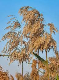 Attēlu rezultāti vaicājumam “Phragmites communis fruit”