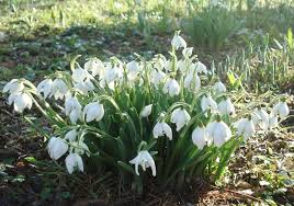 Attēlu rezultāti vaicājumam “Galanthus nivalis fruit”