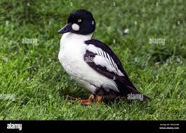 Attēlu rezultāti vaicājumam “Bucephala clangula male”