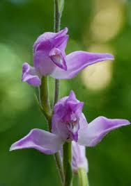 Attēlu rezultāti vaicājumam “Cephalanthera rubra leaf”