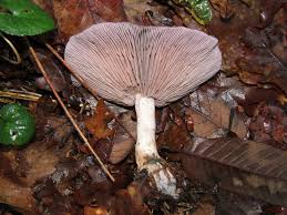 Attēlu rezultāti vaicājumam “Lepista nuda”